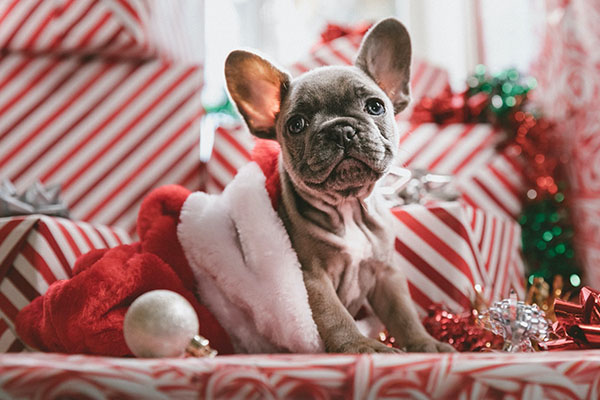 Holiday 2019 image graphic  from Unsplash 