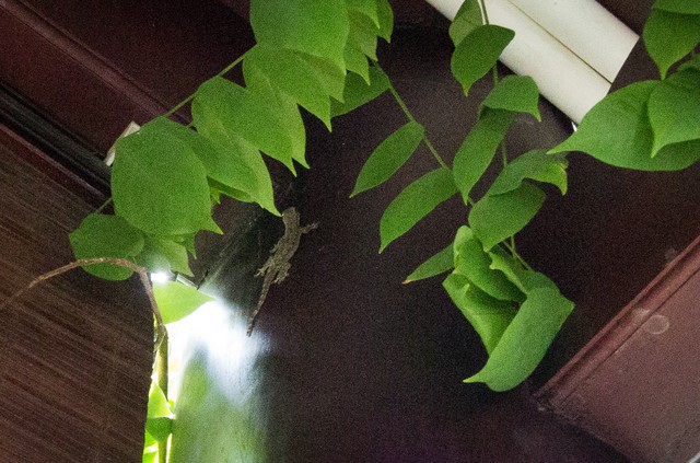 Gecko on the Wall