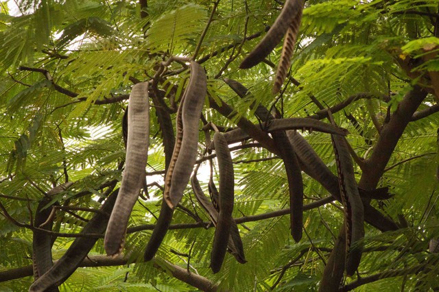 Tree in Saigon Park