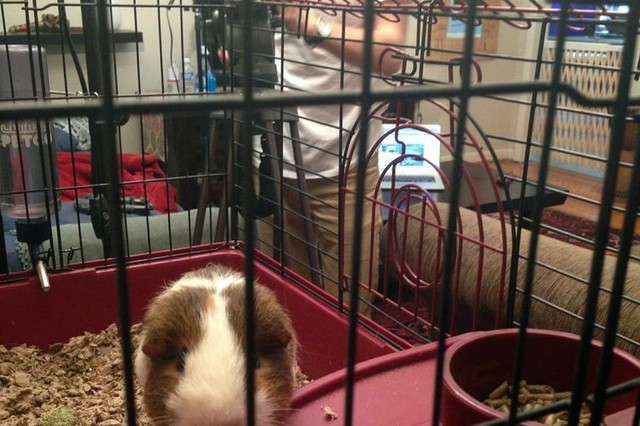 Behind the Scenes of Tendenci's Guinea Pig Ad - Carl Again