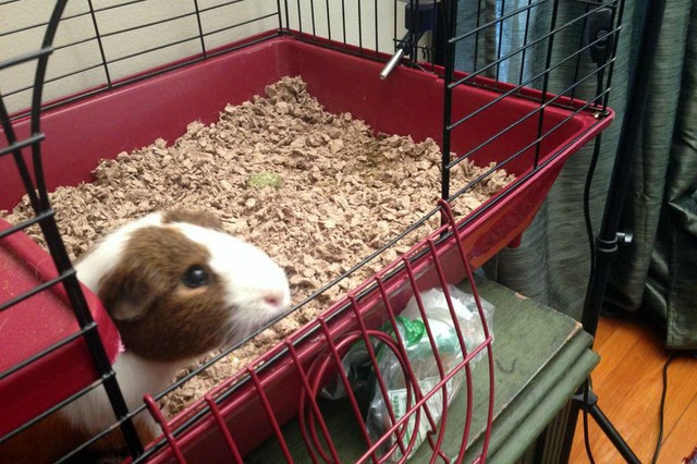 Behind the Scenes of Tendenci's Guinea Pig Ad - Carl