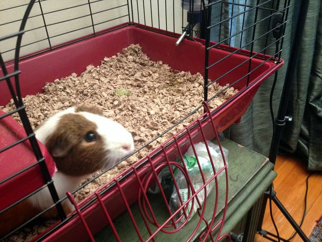 Behind the Scenes of Tendenci's Guinea Pig Ad - Carl