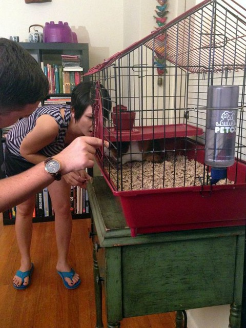 Behind the Scenes of Tendenci's Guinea Pig Ad - Checking on Carl