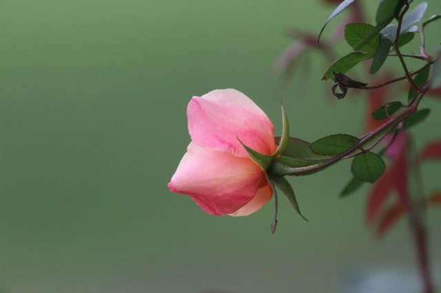 A Pink Rose