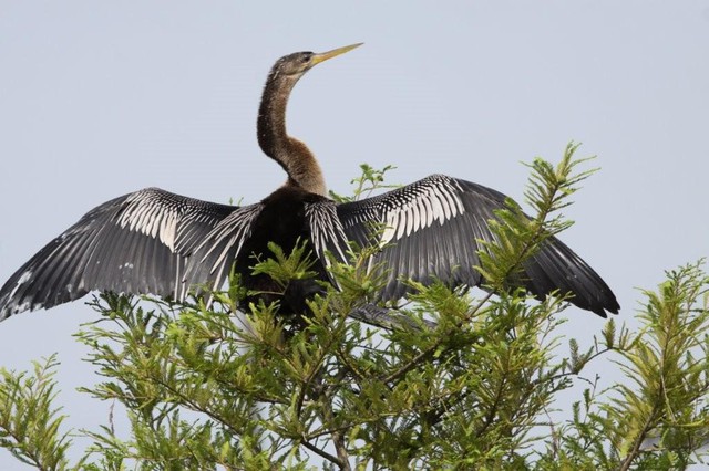 Anhinga drying its wings