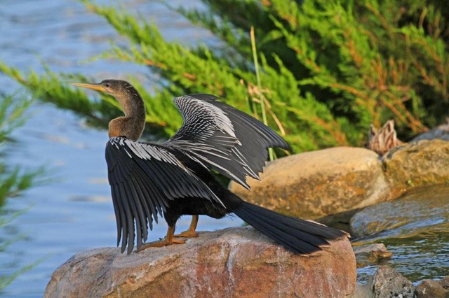 Anhinga