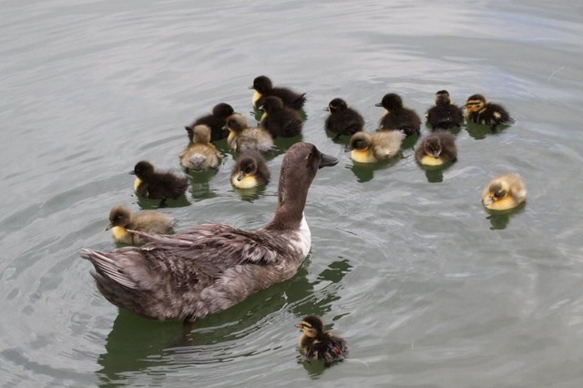 Hen with Hatchlings