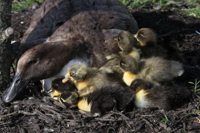 Hanging Close to Mama