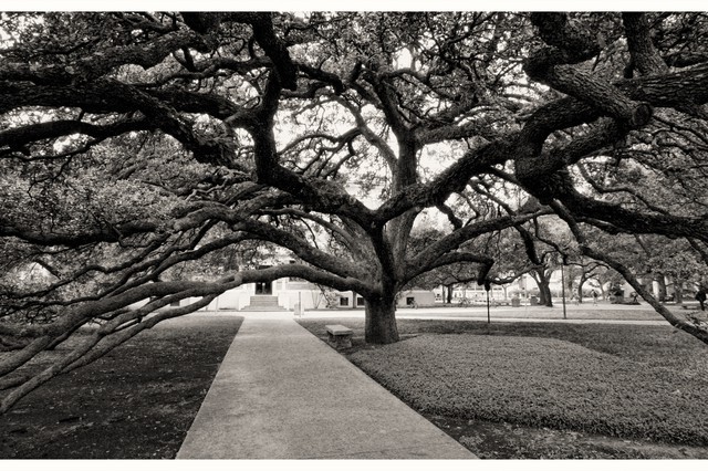 tamu-century-tree-by-eschipul