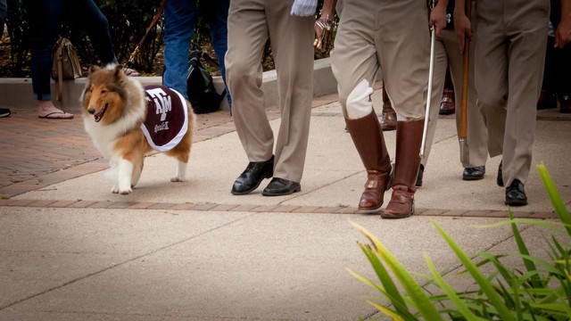 Texas A&M University