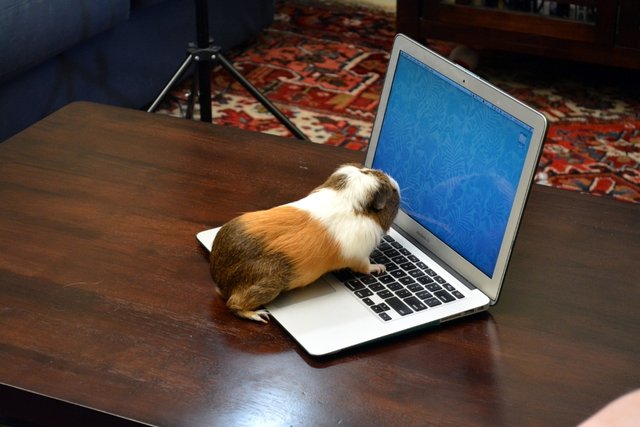 Behind the Scenes of Tendenci's Guinea Pig Ad - Carl is a Pro - Photo