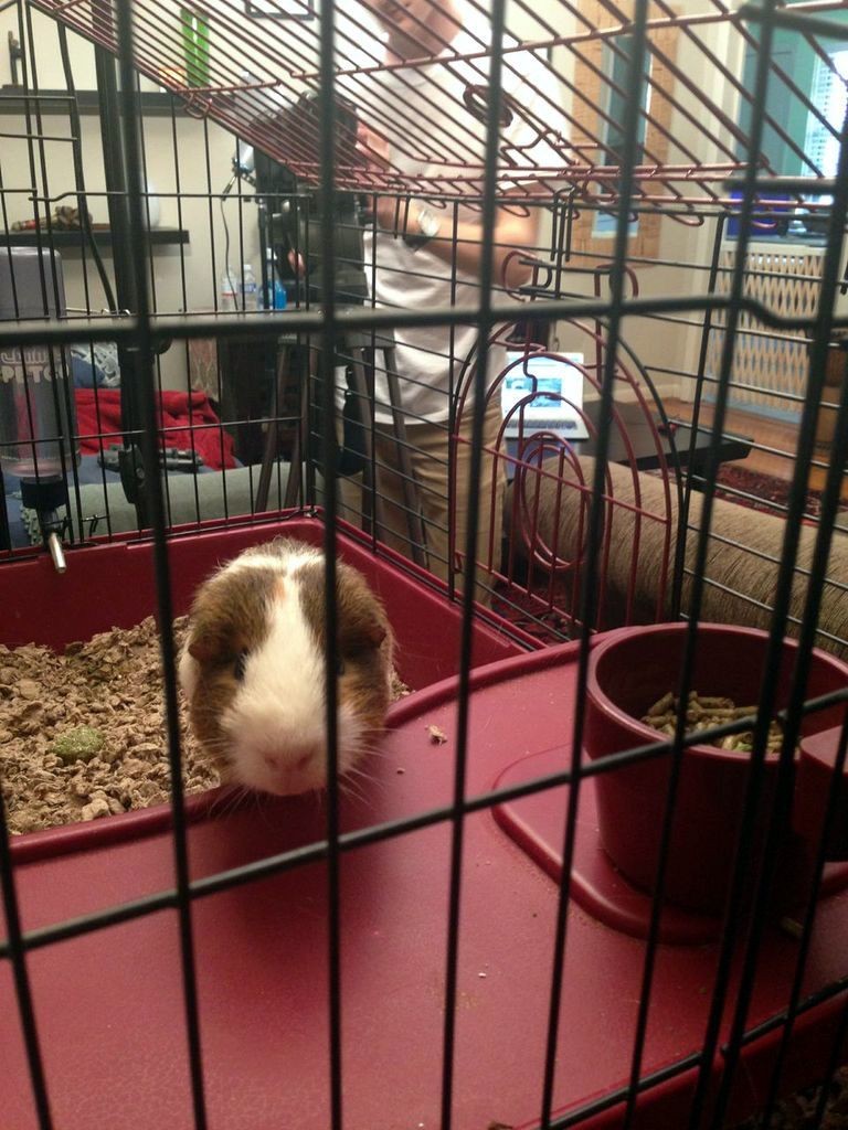 Behind the Scenes of Tendenci's Guinea Pig Ad - Carl Again