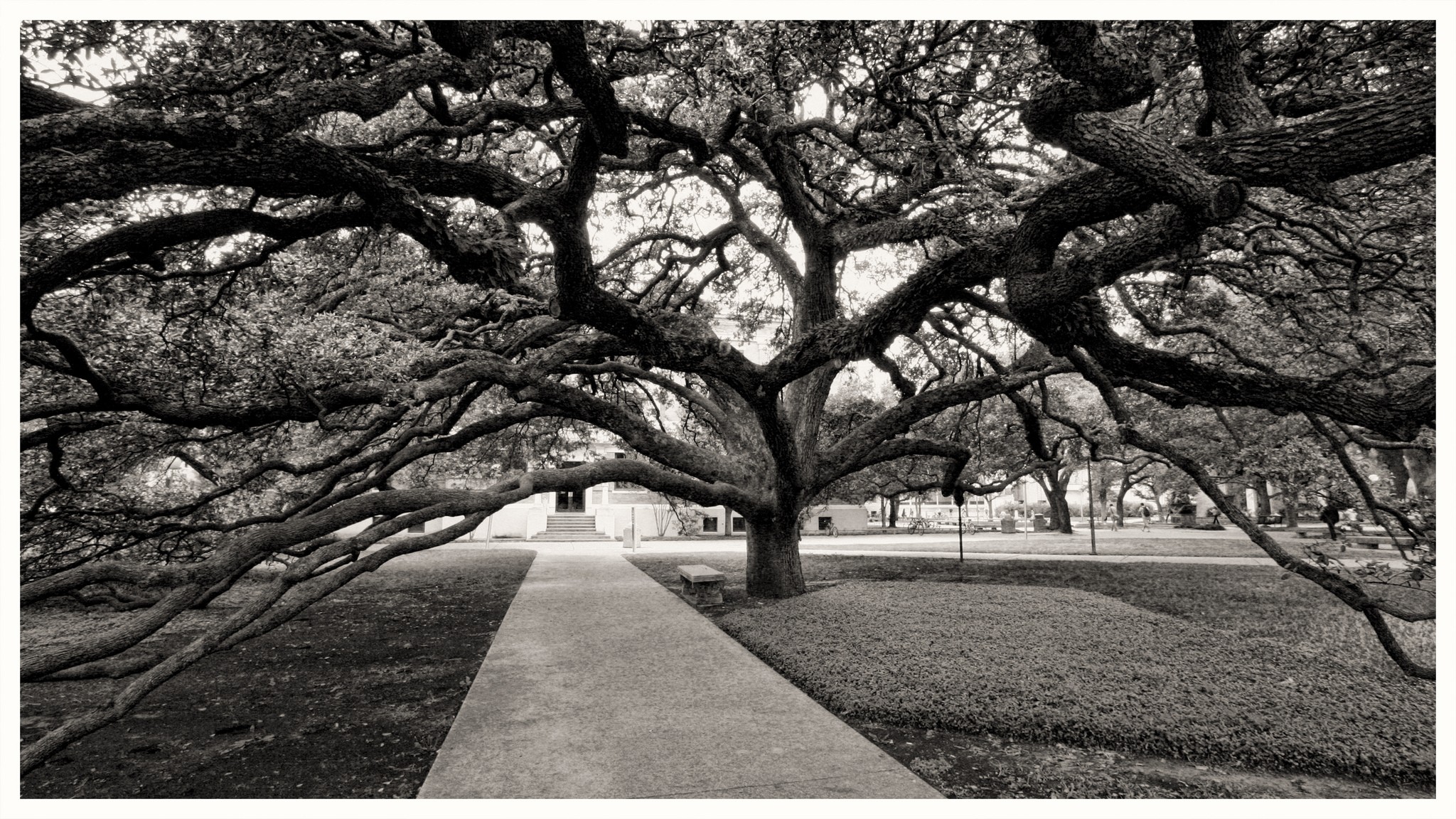 tamu-century-tree-by-eschipul